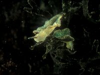 Elysia viridis 3, Groene wierslak, Saxifraga-Eric Gibcus