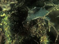 Elysia viridis 5, Groene wierslak, Saxifraga-Eric Gibcus