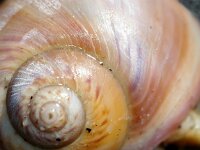 Euspira pulchella 2, Tepelhoren, Saxifraga-Foto Fitis-Sytske Dijksen