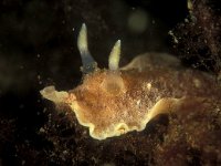 Geitidoris planata 10, Millennium wratslak, Saxifraga-Eric Gibcus