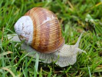 Helix pomatia 11, Wijngaardslak, Saxifraga-Bart Vastenhouw