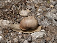 Helix pomatia 12, Wijngaardslak, Saxifraga-Jan van der Straaten