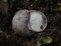 Helix pomatia 2, Wijngaardslak, hibernation, Saxifraga-Willem van Kruijsbergen