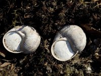 Helix pomatia 3, Wijngaardslak, hibernation, Saxifraga-Willem van Kruijsbergen