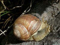 Helix pomatia 6, Wijngaardslak, Saxifraga-Jan van der Straaten