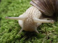 Helix pomatia 9, Wijngaardslak, Saxifraga-Frank Dorsman  Helix pomatia, Wijngaardslak AW-duinen 190611