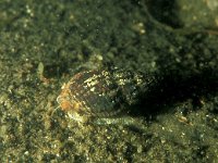 Hinia reticulata, Netted Dog Whelk