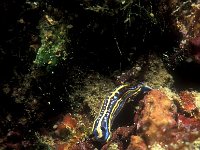 Hypselodoris cantabrica