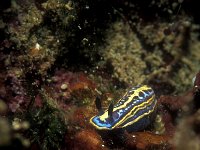 Hypselodoris cantabrica 2, Saxifraga-Eric Gibcus