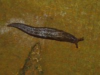 Limax maximus