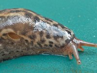 Limax maximus 10, Grote aardslak, Saxifraga-Ab H Baas