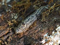 Limax maximus 2, Grote aardslak, Saxifraga-Rudmer Zwerver