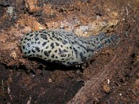 Limax maximus 3, Grote aardslak, Saxifraga-Rudmer Zwerver