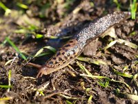 Limax maximus 4, Grote aardslak, Saxifraga-Rudmer Zwerver