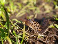 Limax maximus 7, Grote aardslak, Saxifraga-Rudmer Zwerver