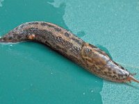 Limax maximus 8, Grote aardslak, Saxifraga-Ab H Baas