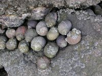 Littorina littorea, Edible Periwinkle