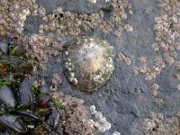 Patella vulgata, Common Limpet