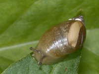 Succinea cf putris #02934 : Succinea putris, European ambersnail, Gewone barnsteenslak