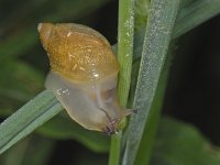 Succinea putris #08060 : Succinea putris, European ambersnail, Gewone barnsteenslak