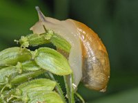 Succinea putris #08705 : Succinea putris, European ambersnail, Gewone barnsteenslak