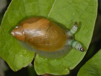 Succinea putris #13702 : Succinea putris, European ambersnail, Gewone barnsteenslak, Infected by Leucochloridium paradoxum