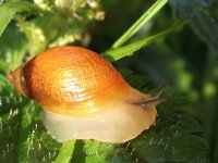 Succinea putris 5, Barnsteenslak, Saxifraga-Frank Dorsman  Succinea putris, Gewone barnsteens​lak AW-duinen 200711