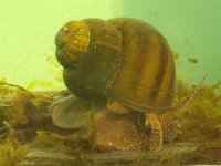 Viviparus viviparus, River Snail