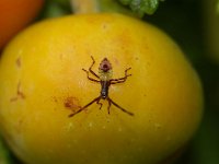 Hemiptera, Wantsen, True bugs