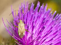 Adelphocoris lineolatus 4, Luzernesierblindwants, Saxifraga-Gerard de Jong : Adelphocoris lineolatus, Insect, Luzernesierblindwants, Macro, Overig, Saxifraga Beeldbank, Wants