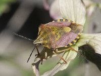 Carpocoris purpureipennis 4, Knoopkruidschildwants, Saxifraga-Rutger Barendse