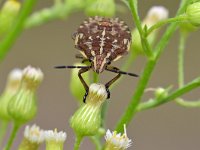 Carpocoris purpureipennis 5, Knoopkruidschildwants, Saxifraga-Tom Heijnen