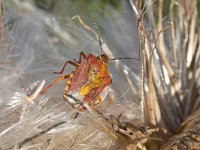 Carpocoris purpureipennis 6, Knoopkruidschildwants, Saxifraga-Tom Heijnen