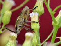 Carpocoris purpureipennis 9, Knoopkruidschildwants, Saxifraga-Tom Heijnen