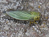 Cicadella viridis, Green Leaf-hopper