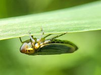 Cicadella viridis 10, Groene rietcicade, Saxifraga-Ben Delbaere