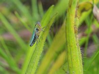 Cicadella viridis 11, Groene rietcicade, Saxifraga-Tom Heijnen