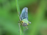 Cicadella viridis 15, Groene rietcicade, Saxifraga-Tom Heijnen