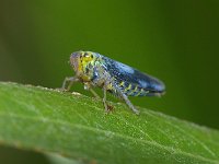 Cicadella viridis 7, Groene rietcicade, Foto Fitis-Sytske Dijksen