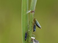 Cicadella viridis 9, Groene rietcicade, Saxifraga-Luuk Vermeer