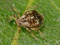 Cinara sp 01, AHB  Cinara sp  Hardeberg op 24 mei 2015 De reden van afwijzing: - De soort is niet met zekerheid vanaf de foto op naam te brengen. genus Cinara