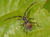 Coreus marginatus #08066 : Coreus marginatus, Zuringwants, nymph juveniel