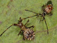 Coreus marginatus #13241 : Coreus marginatus, Zuringwants, nymph's