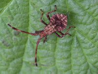 Coreus marginatus 19, Zuringrandwants, Saxifraga-Ab H Baas