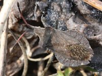 Coreus marginatus 21, Zuringrandwants, Saxifraga-Rutger Barendse