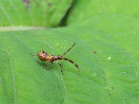 Coreus marginatus 29, Zuringrandwants, Saxifraga-Tom Heijnen