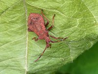 Coreus marginatus 32, Zuringrandwants, Saxifraga-Tom Heijnen