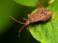 Coreus marginatus 35, Zuringrandwants, Saxifraga-Tom Heijnen