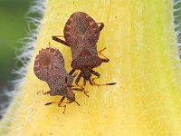 Coreus marginatus 36, Zuringrandwants, Saxifraga-Tom Heijnen