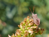 Coreus marginatus 37, Zuringrandwants, Saxifraga-Tom Heijnen